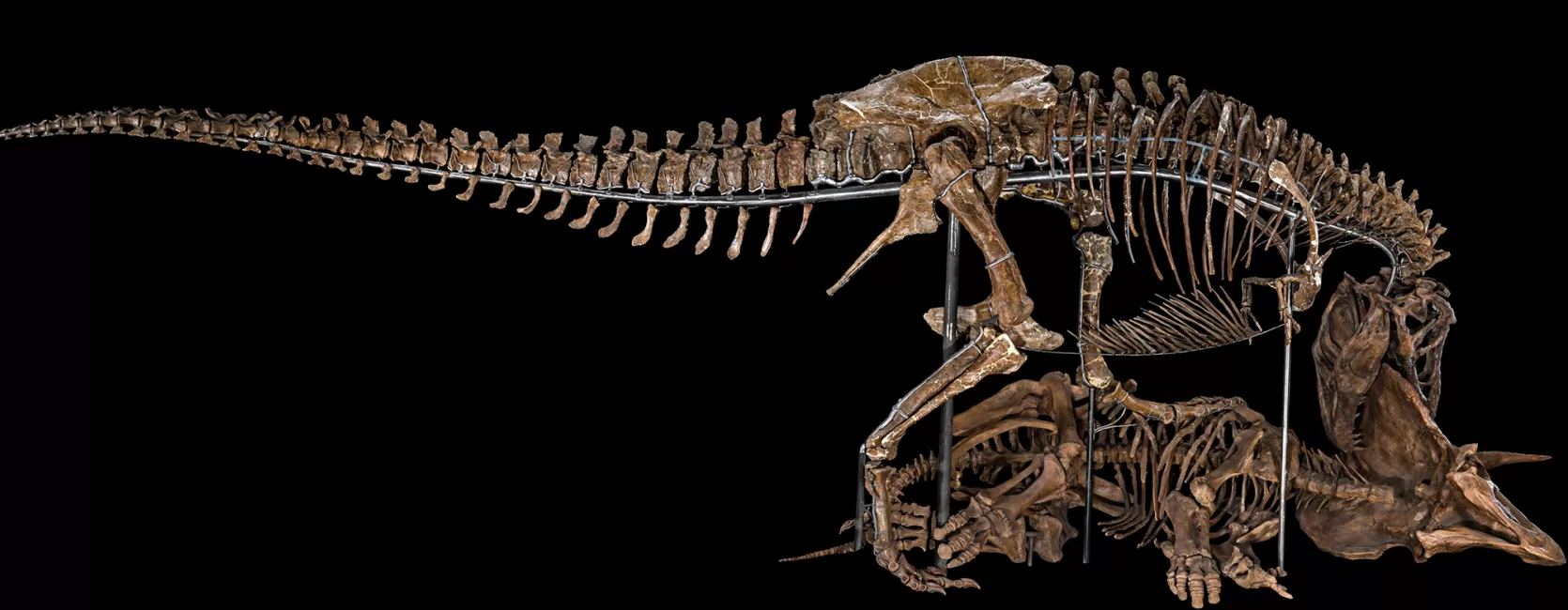 A fossil skeleton of a Tyrannosaurus rex posed biting down on a fossil Triceratops skeleton that is lying on its side.