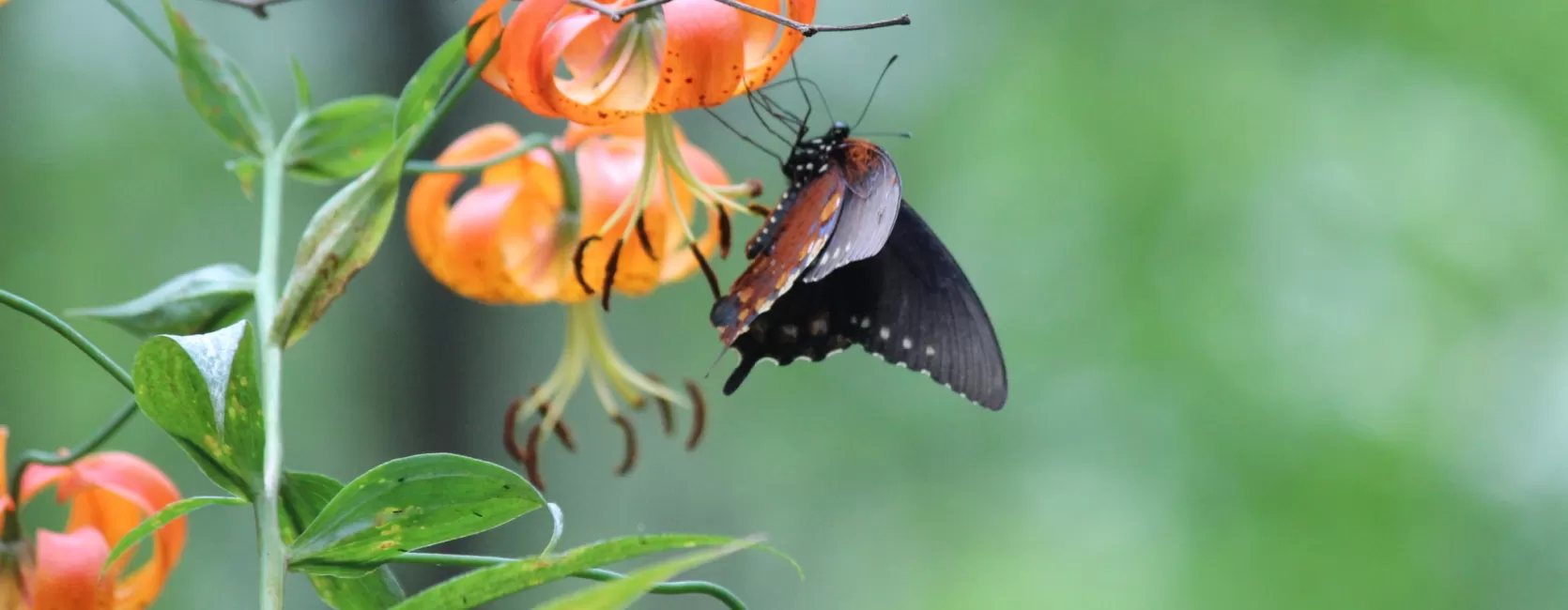 A black and brown butterfly sitting on an orange flower