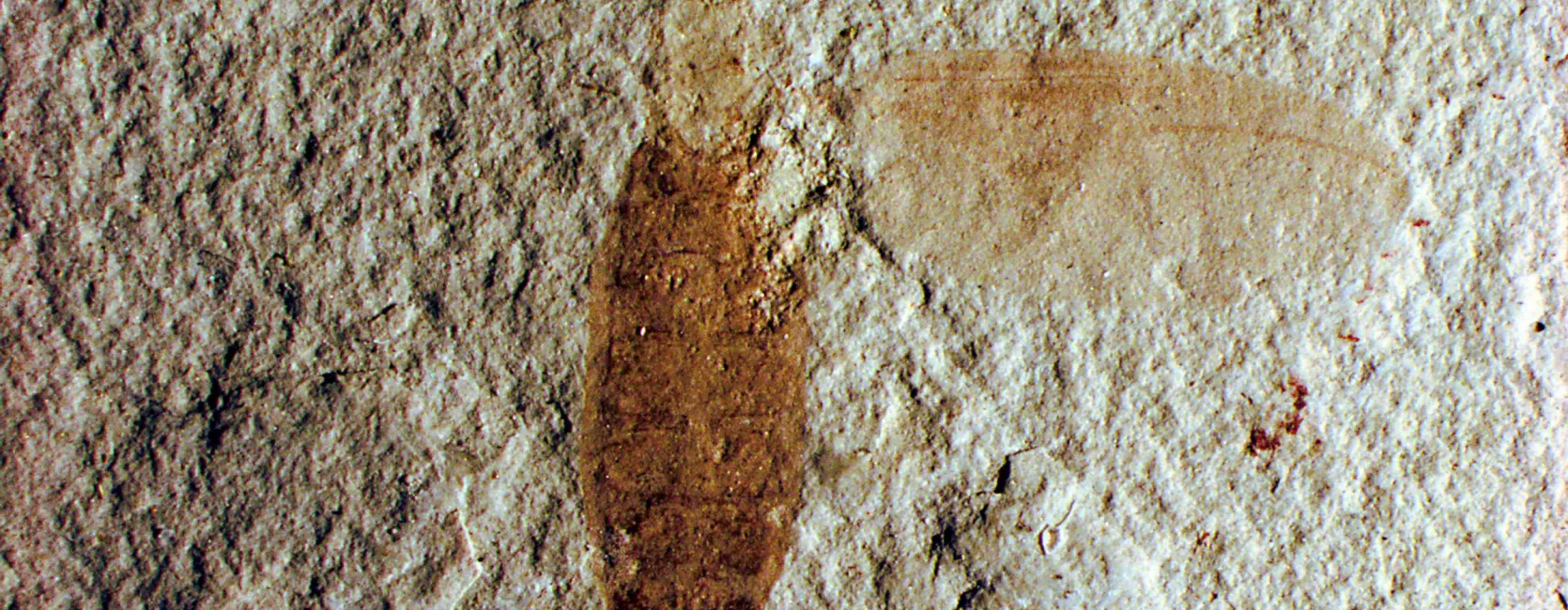 fossil insect