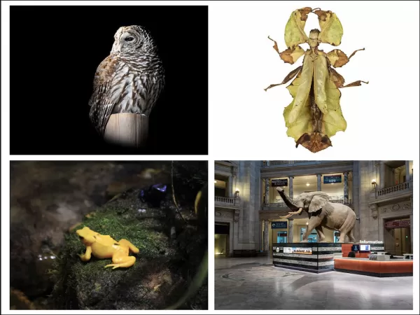 Montage of four images: An owl, walking leaf, African elephant, and a yellow frog