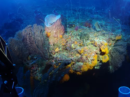 Brightly-colored coral under dark blue water.