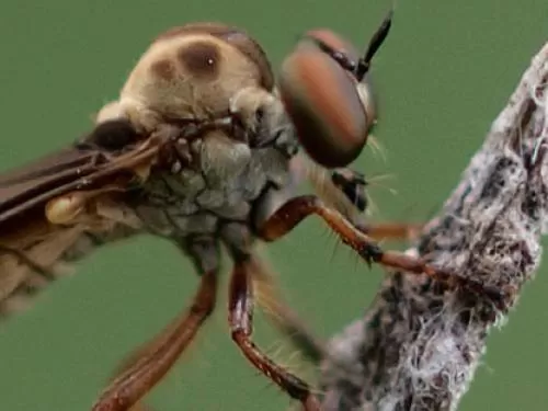 Up-close image of fly body and head, showing large eyes, perched on branch against green background.