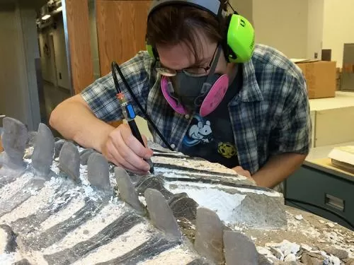 Scientist cleaning bones in dinosaur. He is wearing a respirator mask, earphones, and glasses to protect himself from the dust and noise that this process generates