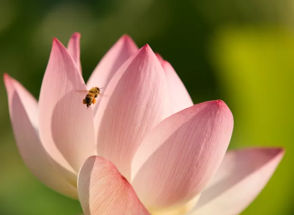 Close up: Honeybee over lotus flower