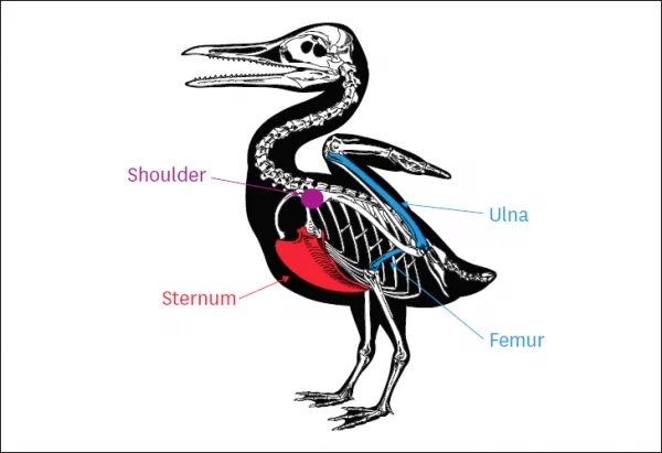 Diagram of skeleton of a bird-like creature, ichthyornis, with some parts labeled