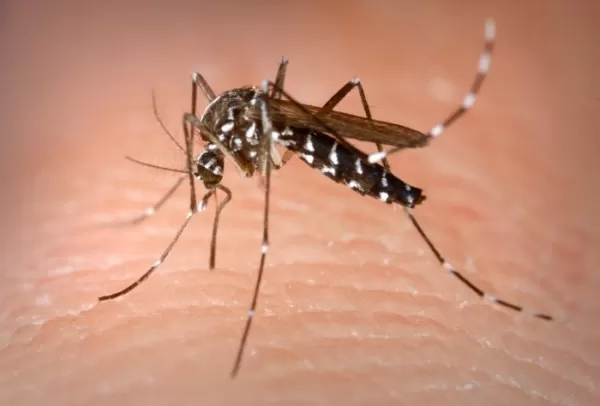 Female mosquito inserting proboscis into skin of human host.