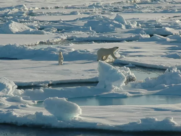 Adult walking, cub standing on two feet looking at camera.