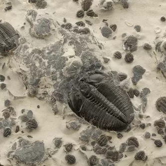 Image depicts a rock slab containing many trilobites of various sizes and taxa