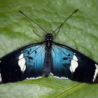 A blue, white, and black butterfly sitting on a green leaf