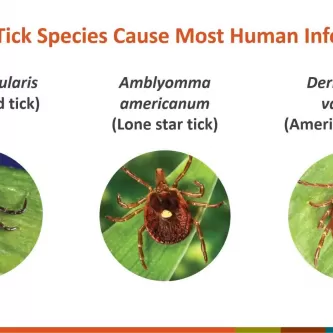 Presentation slide with pictures of the three tick species that cause the most human infections.