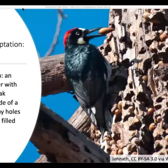 An acorn woodpecker clinging to the side of a tree. Some text is displayed next to the image.