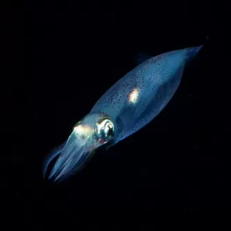 A small squid with chromatophores against a black background