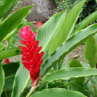 Alpinia purpurata