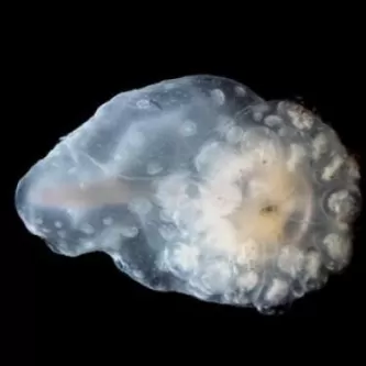 Transparent, tear-drop shaped animal with whitish dots around a circular center with a tiny hole, on a black background.