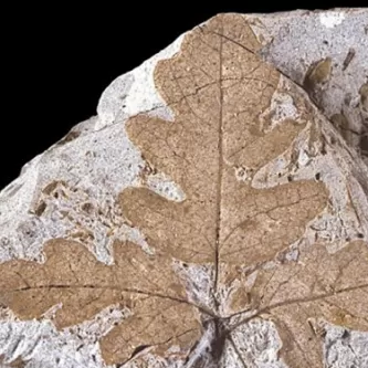 Grey stone with brown leaf imprint