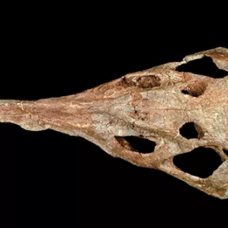 Overhead view of a long, triangular fossil skull