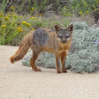 An Island Fox standing on a gravel path next to a bush. The fox has a grey face and rump with a reddish brown body.