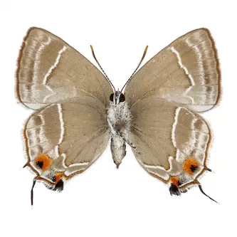 image of a Lycaenid butterfly