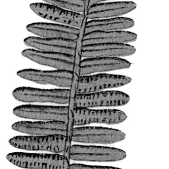 A fern