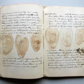 Old, lined notebook open to script-style notes and prints of brownish fruit-like shapes outlined in pen