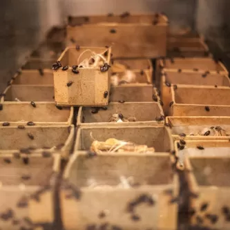 A photograph of dermestid insects amongst cardboard boxes holding animal remains