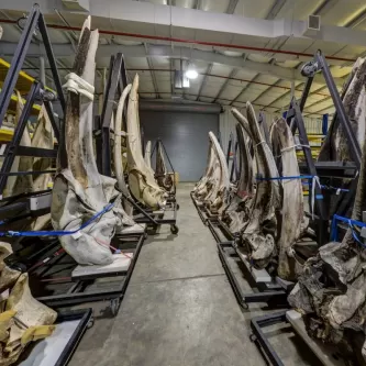 Photograph of whale bone storage at the museum support center