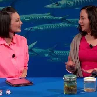 Maggy Benson and Dr. Karen Osborn sit at a table with several small containers of marine invertebrates.