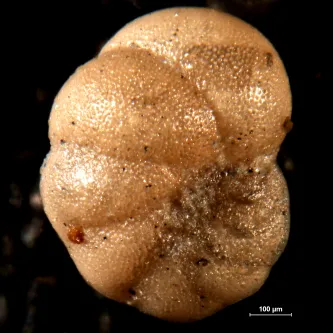 image of foraminifera specimen