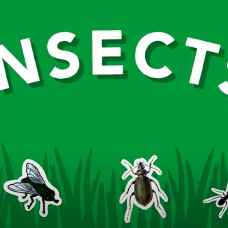 Insects. Illustrations of a butterfly, fly, beetle, ant, and grasshopper on a green background with an illustration of grass.