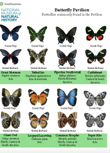 Pictures of tops and bottoms of eight butterflies commonly found in the Butterfly Pavilion.