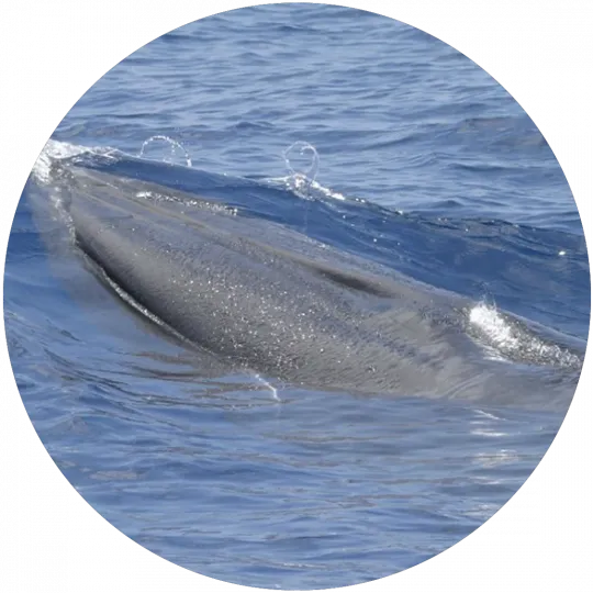 A large, gray animal swimming in the ocean with part of its body above the surface