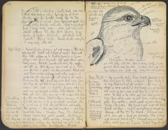 Pages from William Duncan Strong's field notebook from his trip to northeastern Honduras in 1933. The pages shown include handwritten field notes and a sketch of a bird. This notebook forms part of the William Duncan Strong papers.