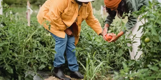 person wearing yellow jacket blue jeans in a green garden with someone else holding orange small pumpkin