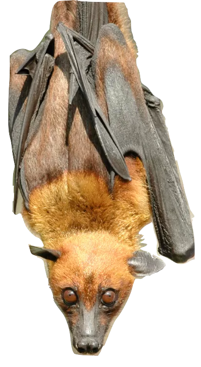 brown and tan bat hanging upside down 