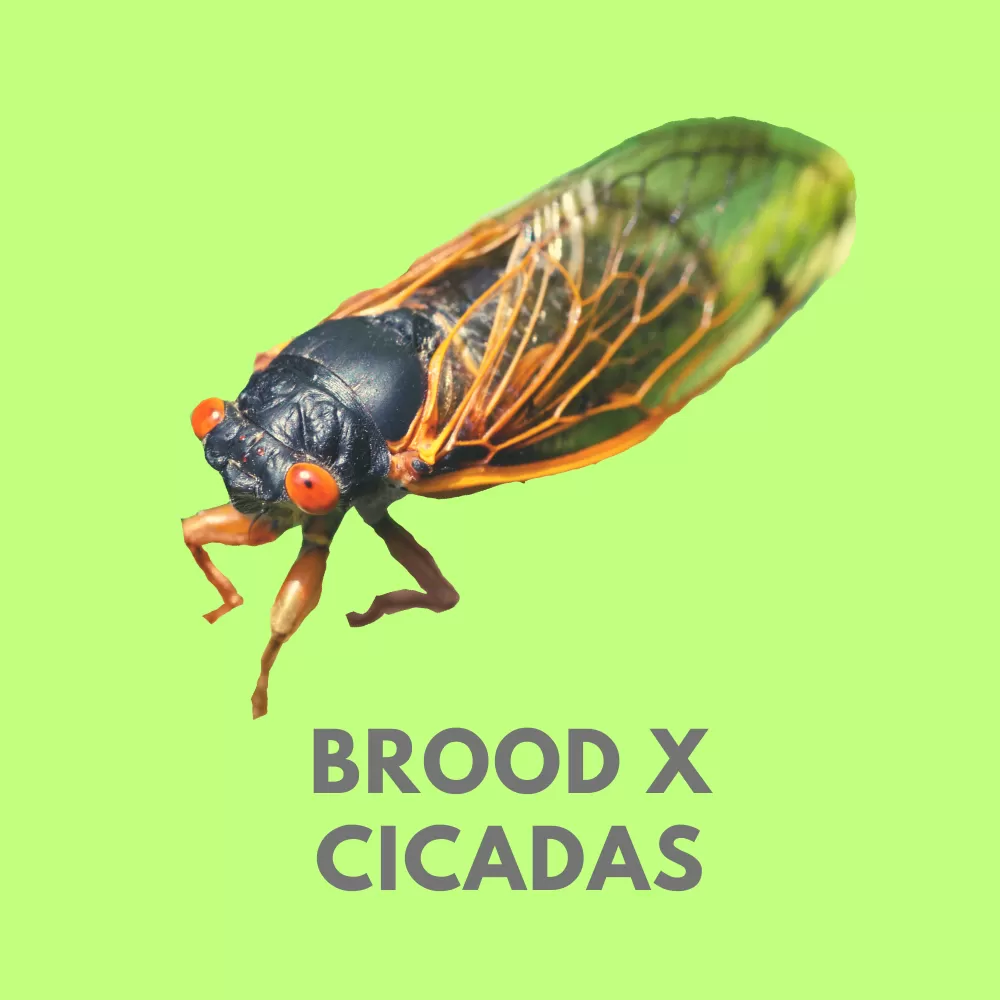 Brood X Cicadas