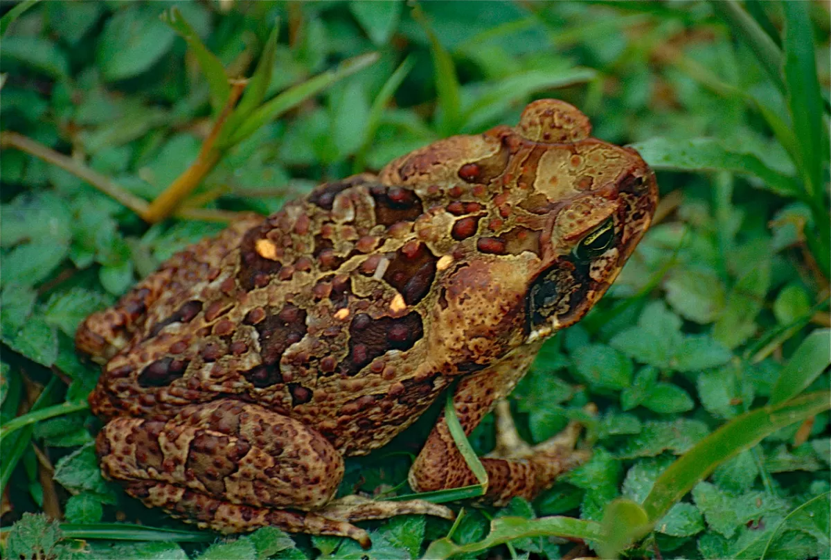 Marine toad sitting in green groundcover