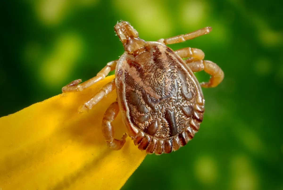 a tick on a flower petal