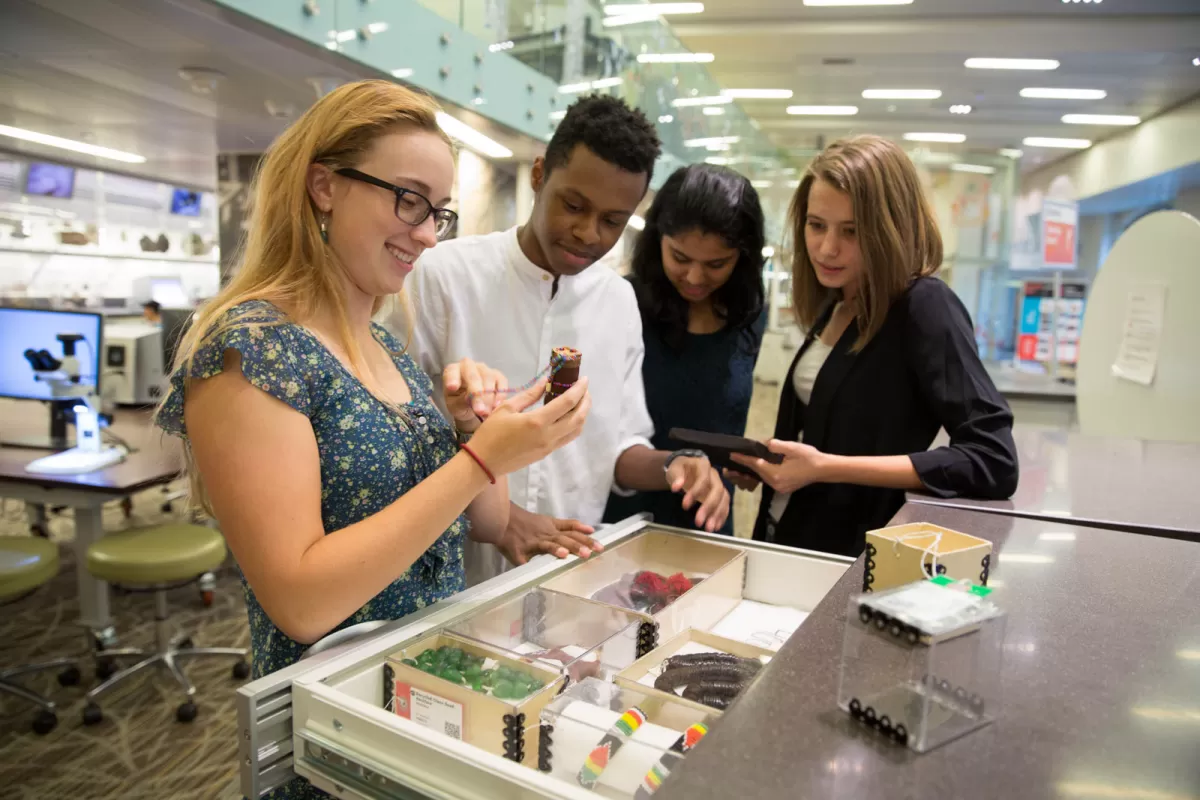 A teenage girl smiles as she holds a collection specimen next to an open drawer of specimens, while three other teens look at the drawer