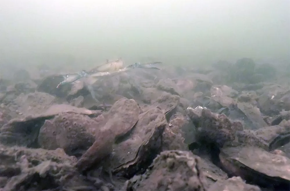 a blue crab in murky water perches atop a cluster of brownish oysters