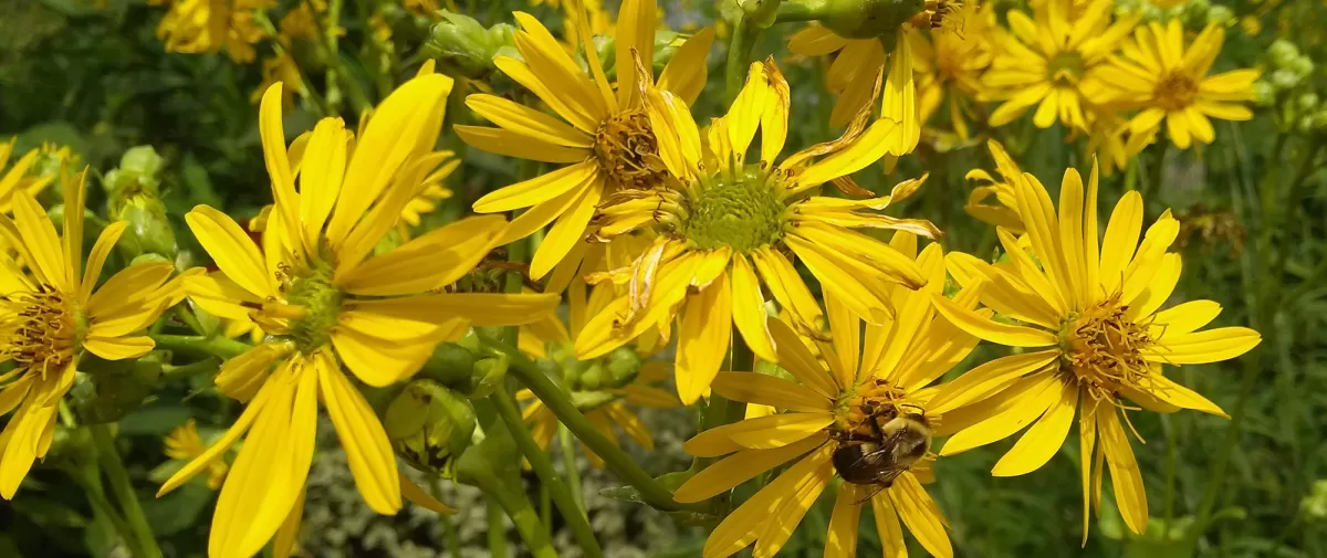 A patch of yellow flowers in a garden. A bumble bee is on one of them.