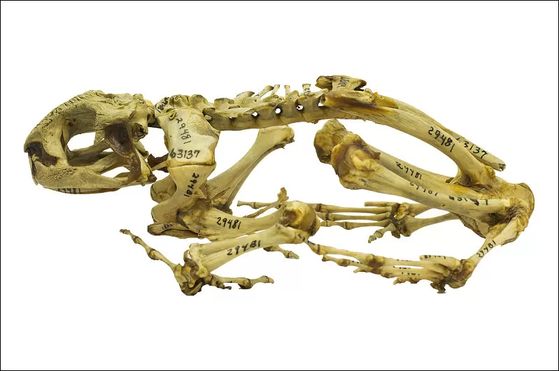 Marine toad skeleton with numbers written on the bones