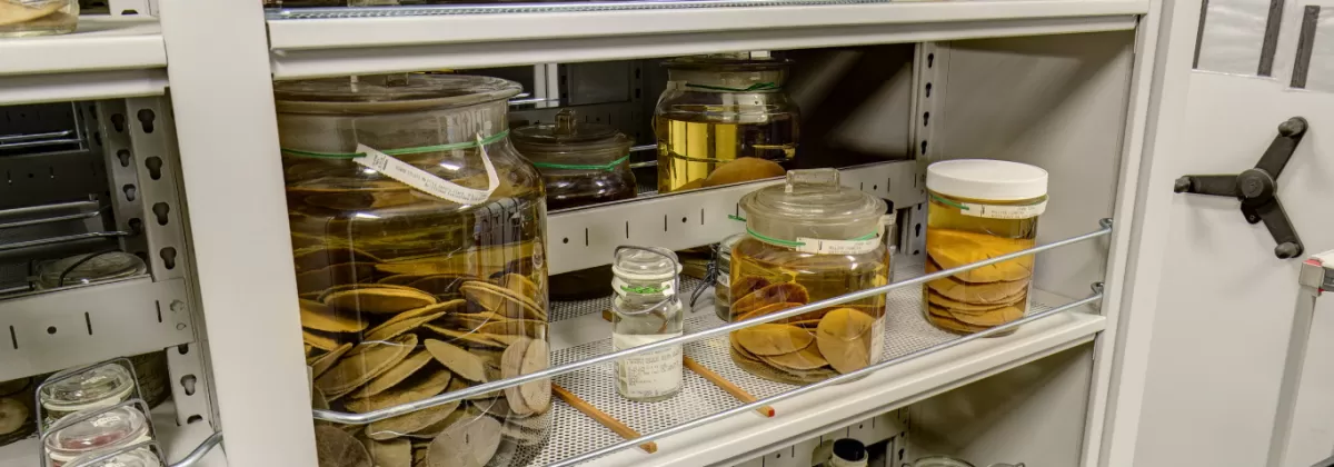 Museum Support Center, sand dollars preserved in fluid