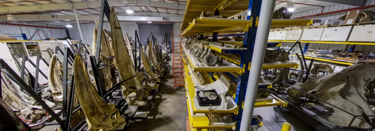 Whale bone stored at the Museum Support Center