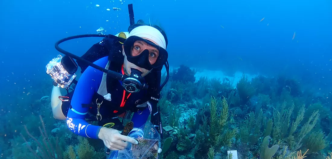 A scuba diver swims over a coral reef while holding some equipment.