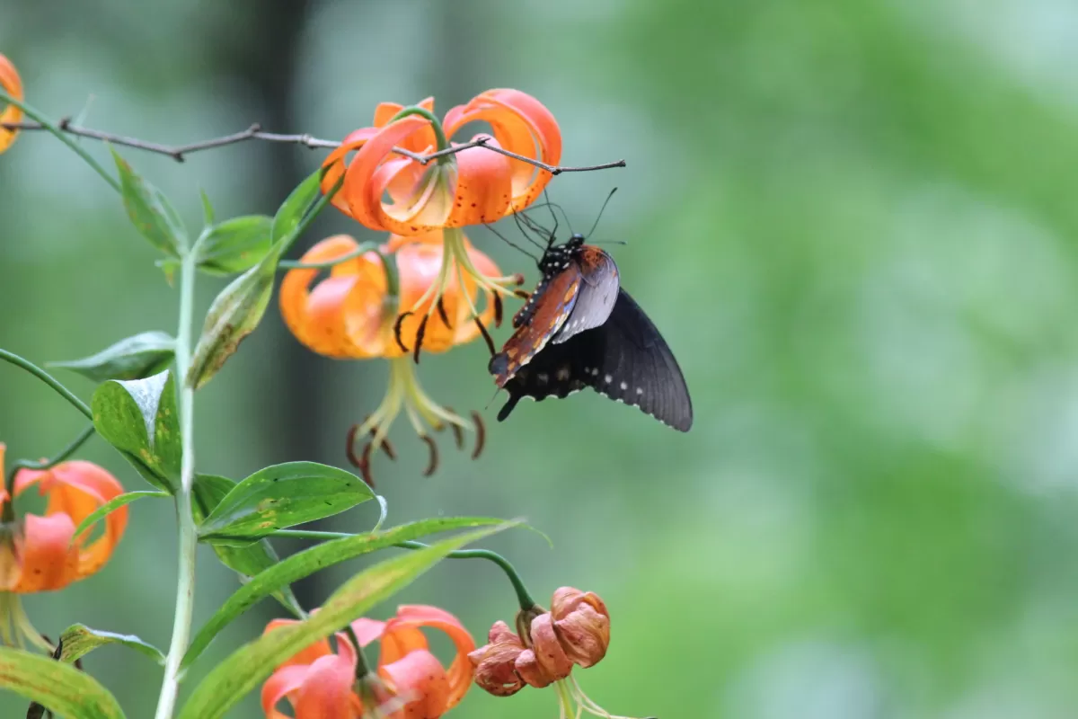 A black and brown butterfly sitting on an orange flower