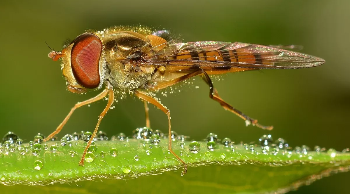 a fly lands on a leaf