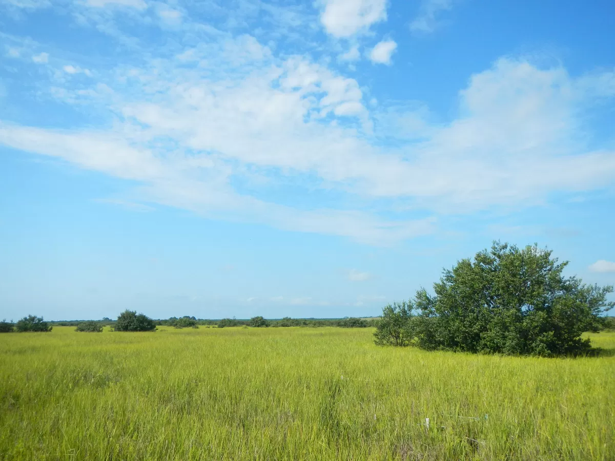 wide landscape shot of salt marsh with clump of mangrove in foreground