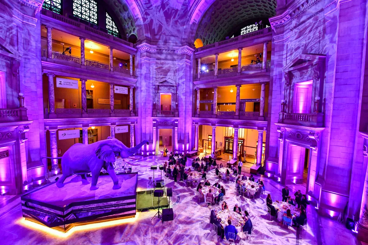 Guests are sitting down to a formal dinner in the Rotunda (JCB 116)